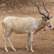 addax315