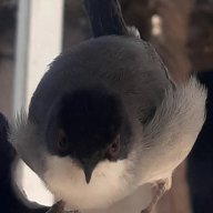 roooka