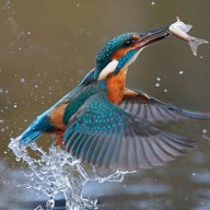 kingfisher692