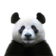 W H - panda