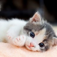 kitten321