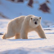 polar_bear_2512
