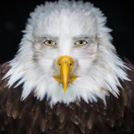 Handsome Eagle