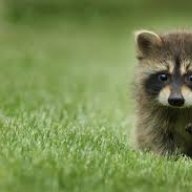 D-racoon