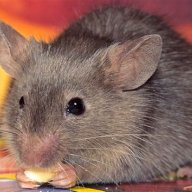 rareghostmouse
