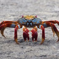 lousycrab