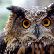 Bubo