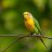 parakeet_overshoot