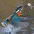 kingfisher693