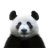 W H - panda