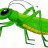 greenhopper