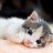 kitten321