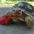 Littleturtle