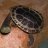Houseofturtle