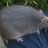 bigmonsterrat