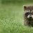 D-racoon
