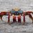 lousycrab