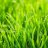 grasssyshort